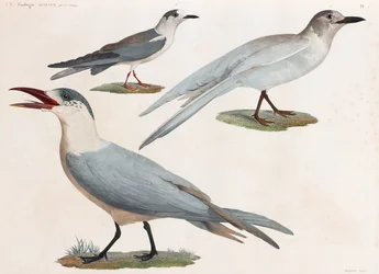 A Full Page Series of Color Illustrations of Birds