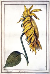 A Sunflower