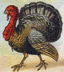 A Turkey (Engraving in "Alphabet de ma petite fille")