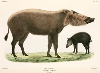 Adult and young bearded pig, Indonesia