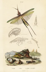 African Grasshopper and Turban Shell