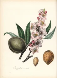 Almond - Common almond, Prunus amygdalus, with blossom, leaf, fruit and seed (nut). Handcoloured zincograph by Chabots drawn by Miss M. A. Burnett from her "Plantae Utiliores: or Illustrations of Useful Plants," Whittaker, London