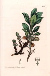 Alpine Bear Grape