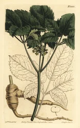 American ginseng