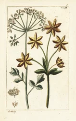 Anise or aniseed, Pimpinella anisum