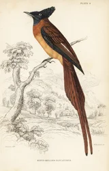 Annobon Paradise Flycatcher, Terpsiphone smithii, Vulnerable (Rufous-bellied Flycatcher, Muscipeta rufiventer)