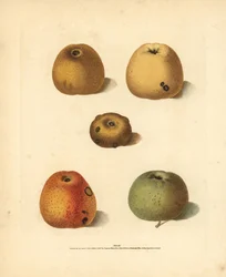 Apple varieties, Malus domestica: Franklin