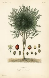Arabian coffee tree, Coffea arabica, Cafeyer