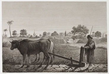Arable Farming, Ploughing Ploughing with oxen, Egypt, c 1798