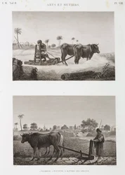 Arable Farming, Ploughing Threshing Machine and Plough, Egypt, circa 1798