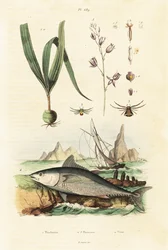 Atlantic Bluefin Tuna and Belitia Orchid