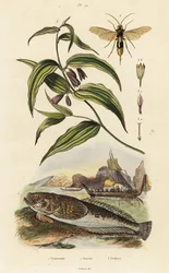 Atlantic Stargazer, Wood Wasp and Chinese Fairy Bells