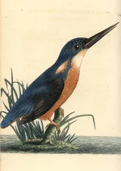 Azure kingfisher, Ceyx azureus (Tridigitated kingfisher, Alcedo tribrachys). Illustration drawn and engraved by Richard Polydore Nodder. Handcoloured copperplate engraving from George Shaw and Frederick Nodder