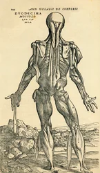 Back of male human body, an anatomical study originally published in De Humani Corporis Fabrica Libri Septem by Andreas Vesalius, published Basel