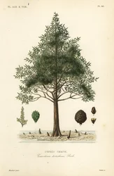 Bald cypress or swamp cypress tree