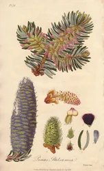 Balsam Fir (Abies balsamea) - Strong Water by William Clarke to illustrate Medical Botanical, Description of the Medicinal Plants of London, Edinburgh and Dublin by John Stephenson and James Morss Churchill