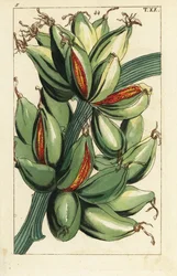 Banana Fruit Growing Upright on the Branch, Musa Sapientum