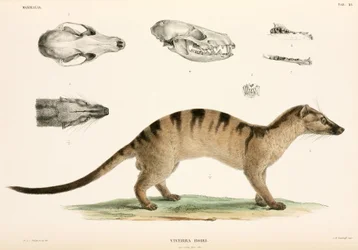 Banded Palm Civet, Indonesia