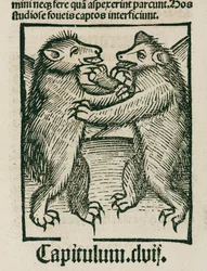 Bears Fighting