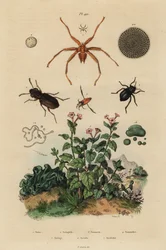 Big-eyed beetle, Notiophilus biguttatus, backswimmer, Nononecta species, nummulite fossil, darkling beetle, Nyctelia species, bat fly, Nycteribia species