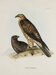 Birds of Prey, Galapagos Islands, c. 1832-1836