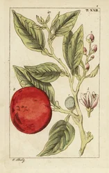 Bitter orange or Seville orange, Citrus x aurantium