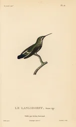 Black-bellied thorntail, Discosura langsdorffi (Ornismya langsdorfii). Immature. Hand-coloured steel engraving by Coutant after an illustration by Jean-Gabriel Prêtre from René Primevère Lesson