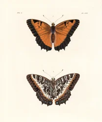 Black-bordered charaxes, Charaxes pollux, upper side 1, under side 2. Hand-coloured lithograph from John O. Westwood