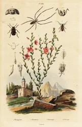 Black-Eyed Susan, Spider, and Beetle