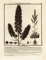 Black false hellebore, Veratrum nigrum.