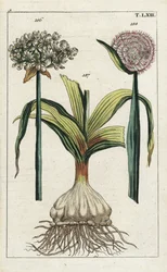 Black Garlic and Onion