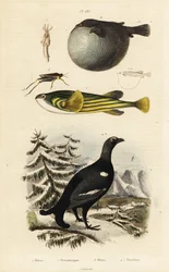 Black grouse, pufferfish and groundhopper.