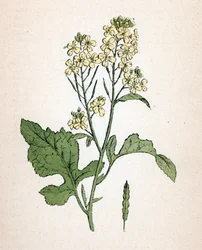 Black Mustard
