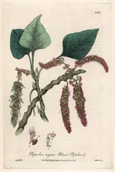Black or frank poplar, liard or piboule (Populus nigra)