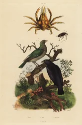 Black oriole, Oriolus hosii, green oriole, Oriolus flavocinctus, four-horned spider crab, Pisa tetraodon, weevil beetle, Pissodes species