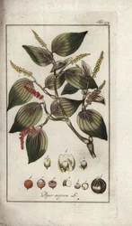Black Pepper Dish, Piper nigrum