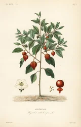Bladder cherry or Chinese lantern