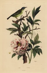 Blue-headed fantail, Rhipidura cyaniceps and peony, Paeonia suffruticosa