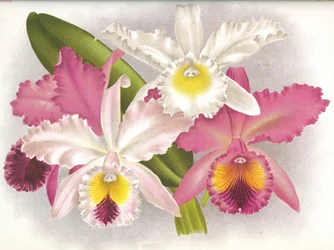 Botanical Board: Cattleya labiata