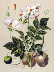 Botanical board, Potato plant, potato (Solanum tuberosum)