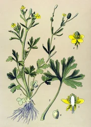 Botanical Board, Toxic Plant: Buttercup Scelerate or Celery Leaf Buttercup (Ranunculus sceleratus)