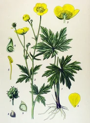 Botanical Board, Poisonous and Medicinal Plant: Buttercup (Ranunculus acris)