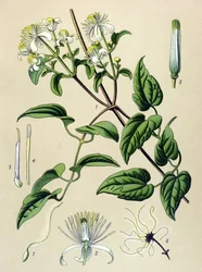 Botanical Board, Toxic and Medicinal Plant: Hedge Clematis (Clematis vitalba)