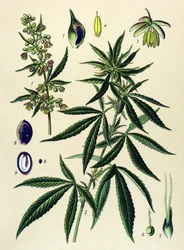 Botanical Board, Poisonous and Medicinal Plant: Hemp (Cannabis sativa)