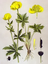 Botanical Board, Toxic Plant: European Troll (Trollius europaeus)