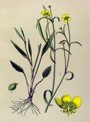 Botanical Board, Toxic and Medicinal Plant: Flame Buttercup, Small Moat or Small Flame (Ranunculus flammula)