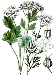 Botanical Board, Medicinal Plant: Anise