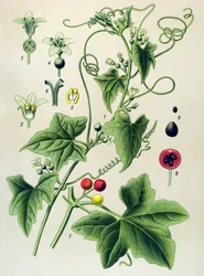 Botanical Board, Plant: Dioic Bryone (Bryonia dioica)