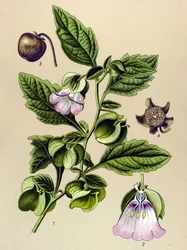Botanical Board, Plant: Perou Pear or Perou Apple (Nicandra physaloides)