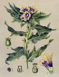 Botanical Board, Plant: Black Henbane (Hyoscyamus niger)
